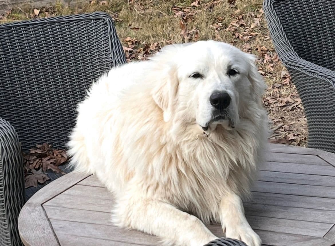 Great Pyrenees Puppies breeder image 2
