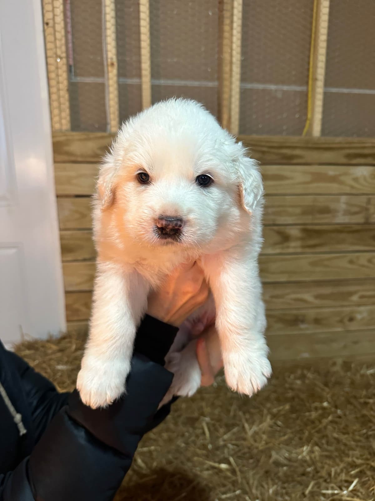 Great Pyrenees Puppies breeder image 3