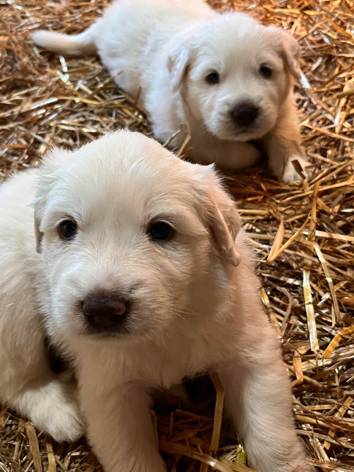 Great Pyrenees Puppies breeder image 4