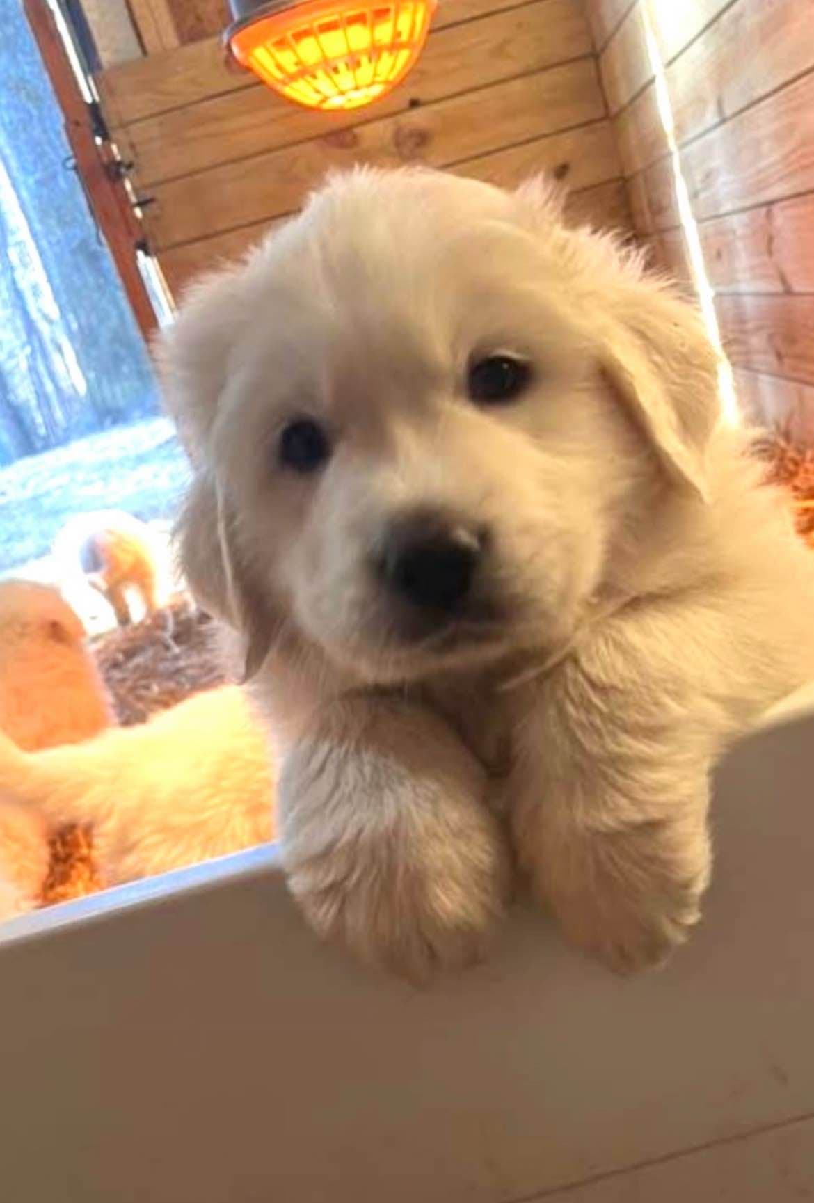 Great Pyrenees Puppies breeder image 5