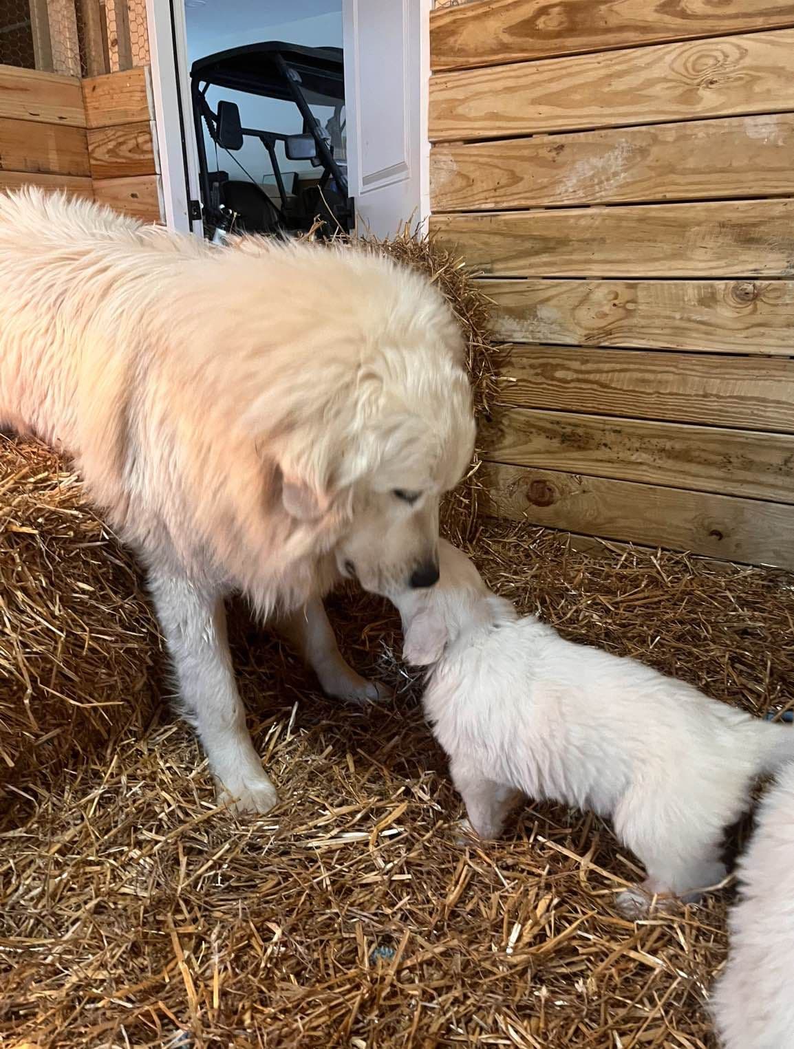 Great Pyrenees Puppies breeder image 6