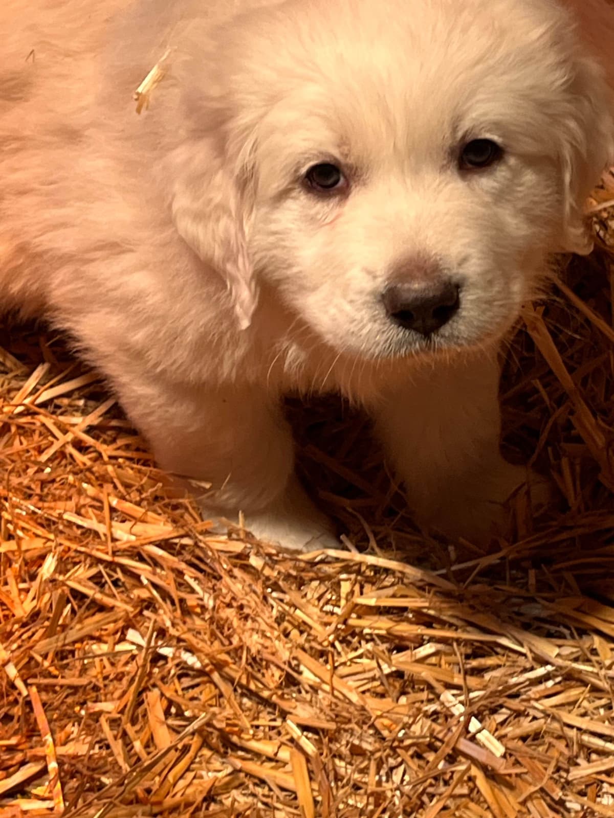 Great Pyrenees Puppies breeder image 7