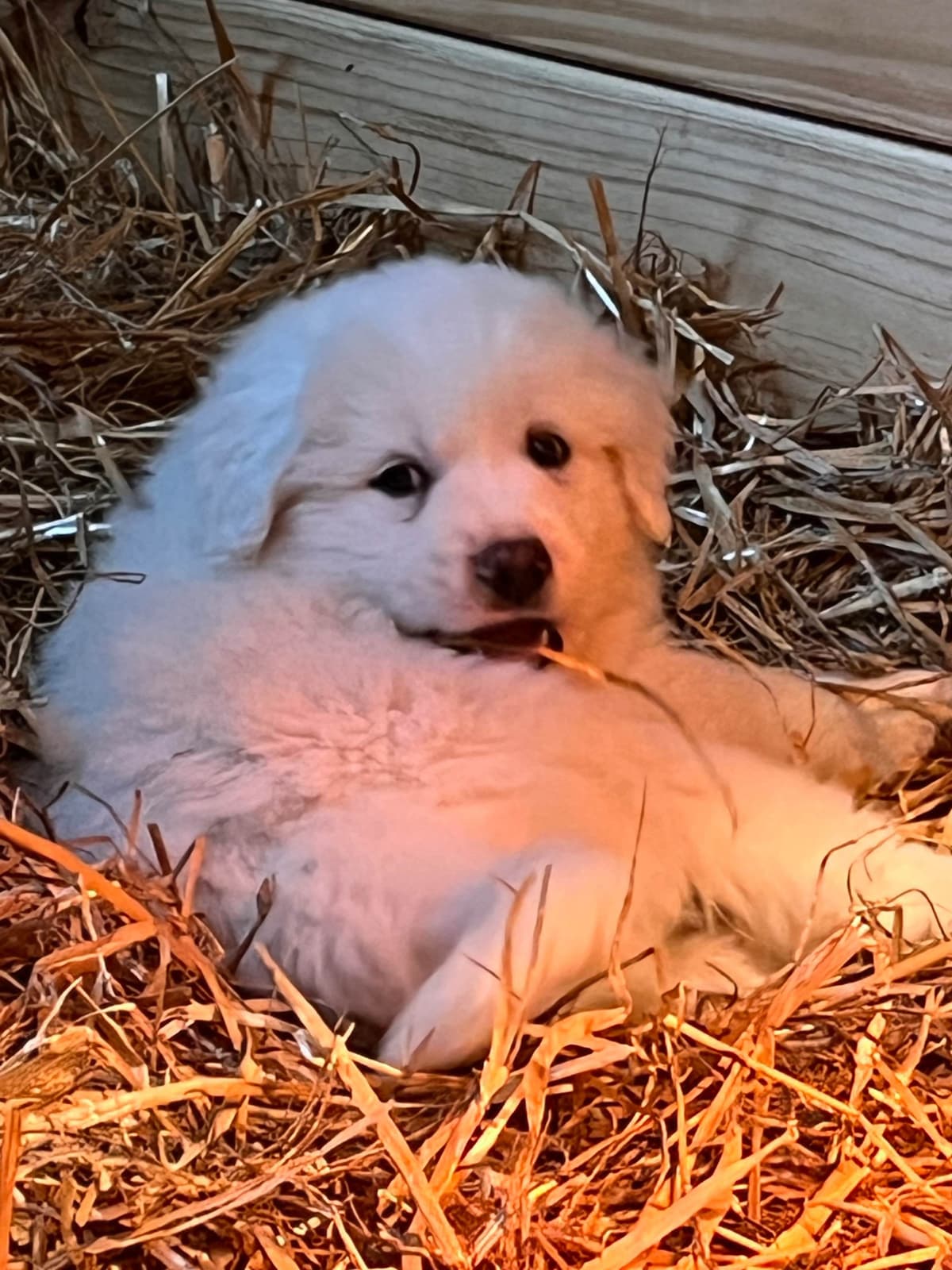 Great Pyrenees Puppies breeder image 8