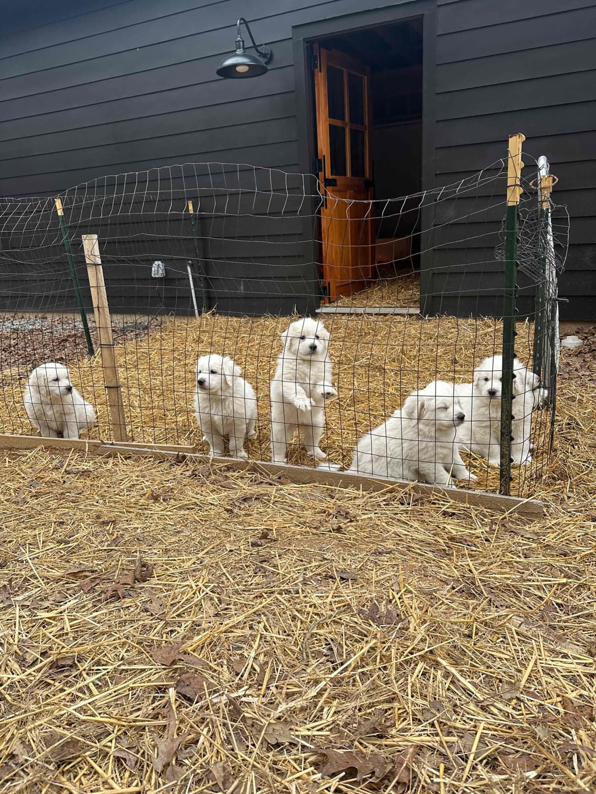 Great Pyrenees Puppies breeder image 11