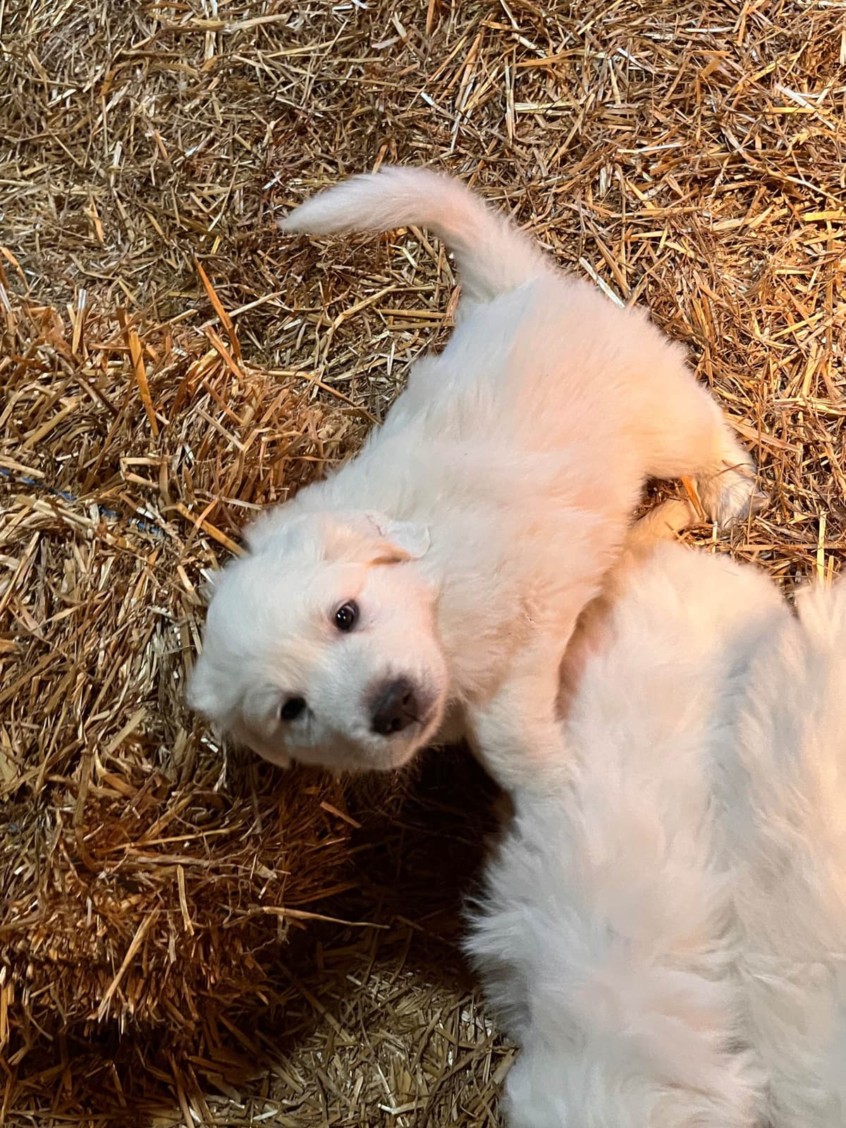 Great Pyrenees Puppies breeder image 12