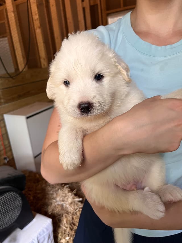 Great Pyrenees Puppies media 2