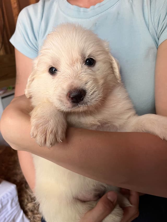 Great Pyrenees Puppies media 4