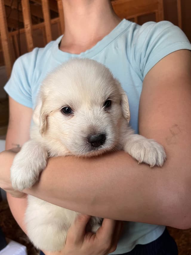 Great Pyrenees Puppies media 7