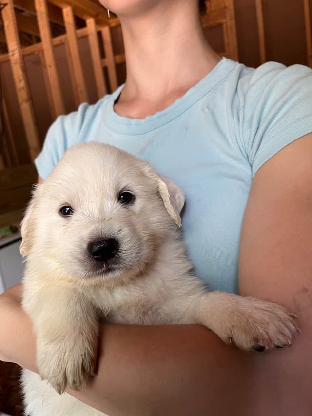 Great Pyrenees Puppies media 3