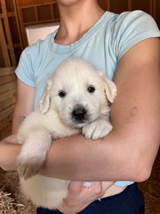 Great Pyrenees Puppies media 6