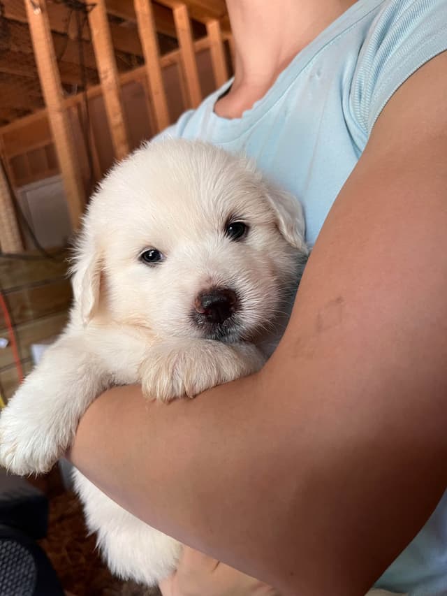 Great Pyrenees Puppies media 5