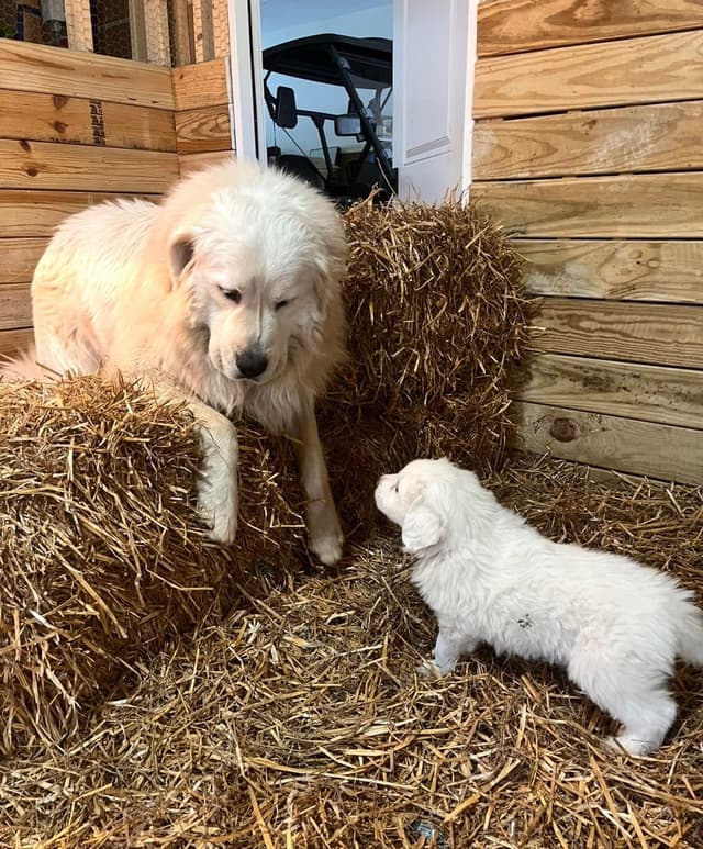 Great Pyrenees Puppies media 15