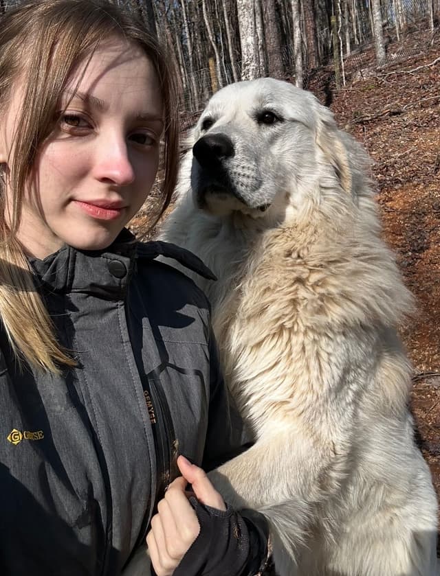 Great Pyrenees Puppies media 8