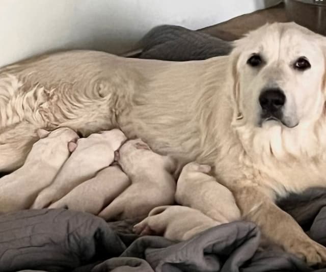 Great Pyrenees Puppies media 9