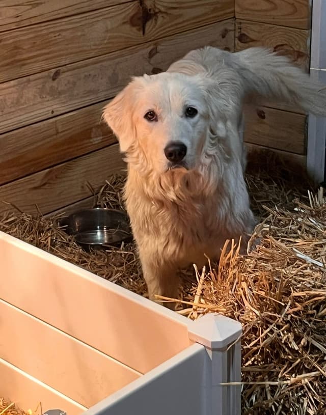 Great Pyrenees Puppies media 10
