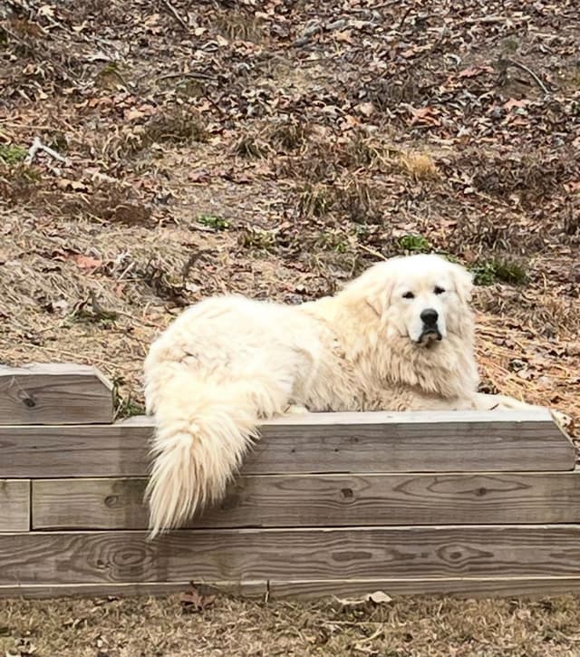 Great Pyrenees Puppies media 12