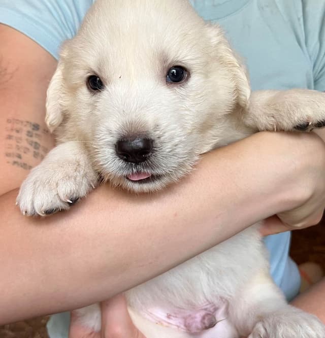Great Pyrenees Puppies media 13