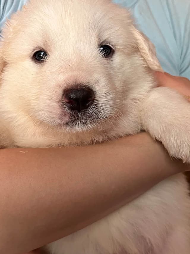 Great Pyrenees Puppies media 14
