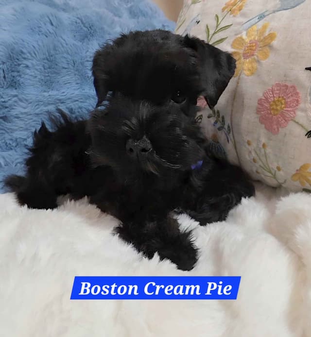 Miniature Schnauzer Puppies media 4