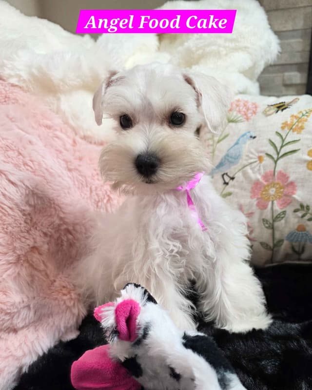 Miniature Schnauzer Puppies media 5