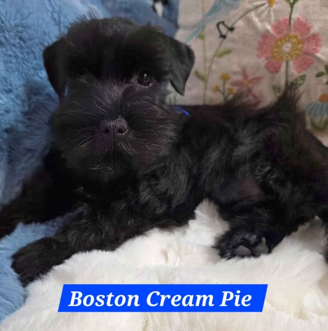 Miniature Schnauzer Puppies media 3