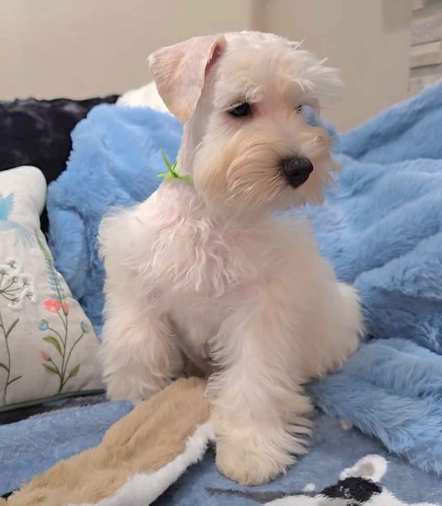 Miniature Schnauzer Puppies media 8