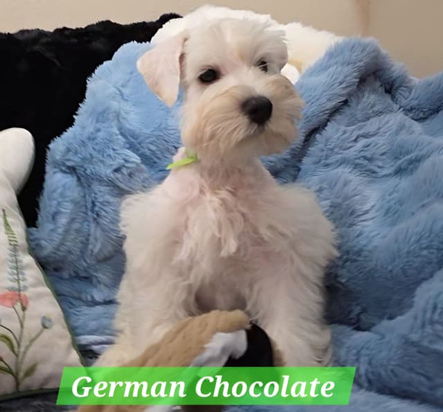 Miniature Schnauzer Puppies media 7