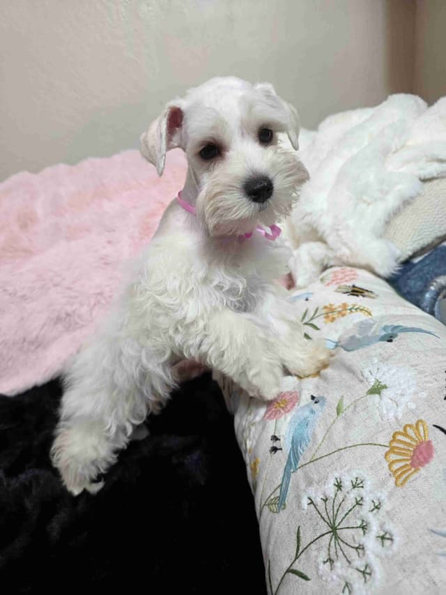 Miniature Schnauzer Puppies media 2