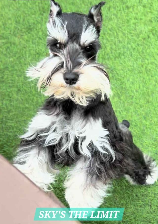 Miniature Schnauzer Puppies media 10