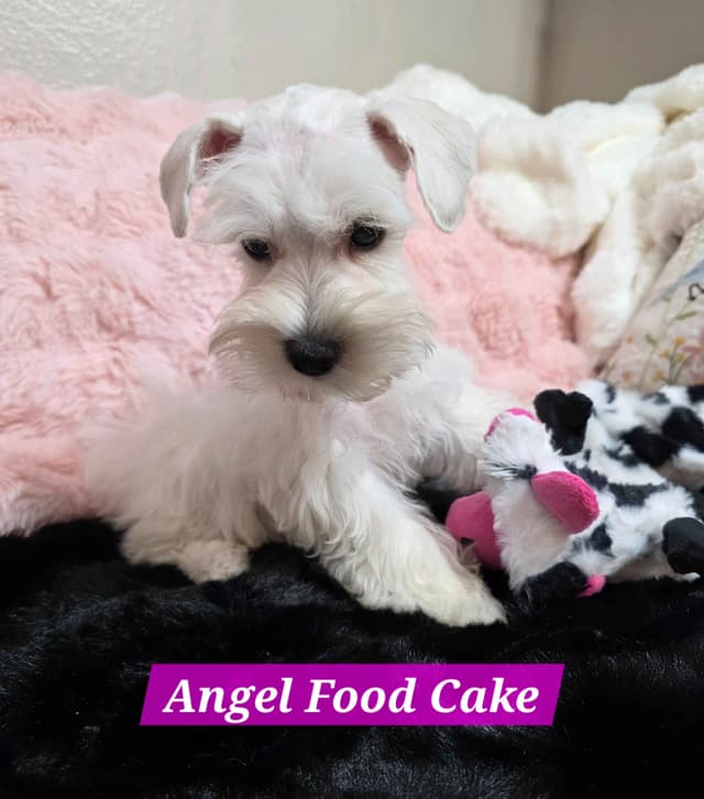 Miniature Schnauzer Puppies media 6