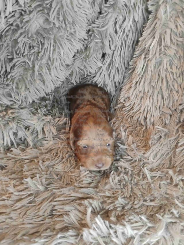 Dachshund Puppies media 2