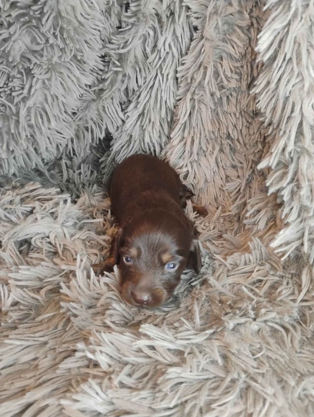 Dachshund Puppies media 3