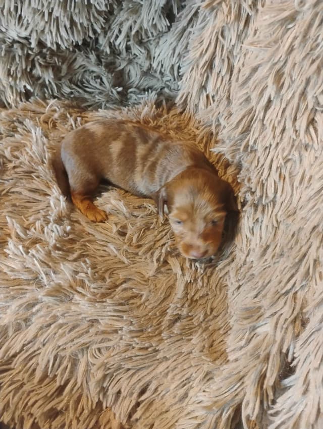 Dachshund Puppies media 4