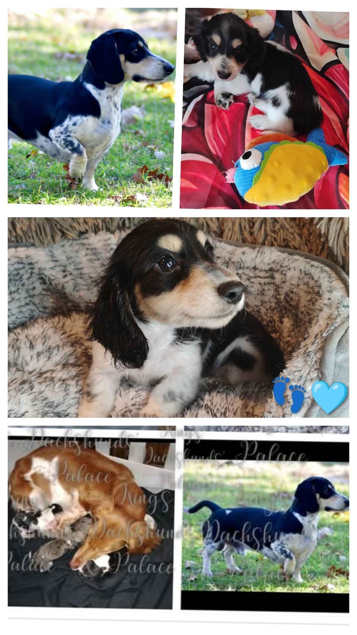 Dachshund Puppies breeder image 1
