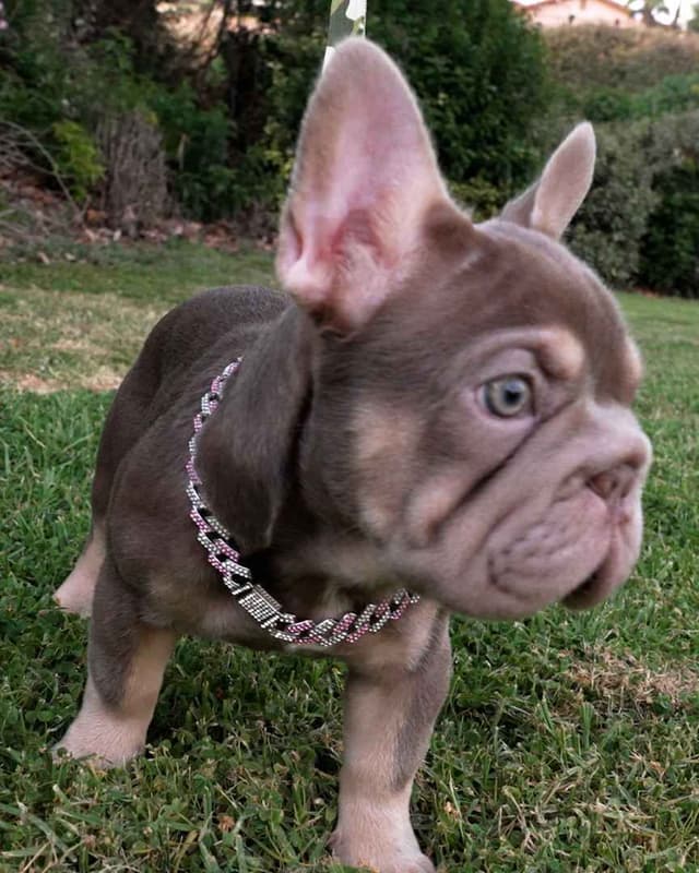 French Bulldog Puppies media 2