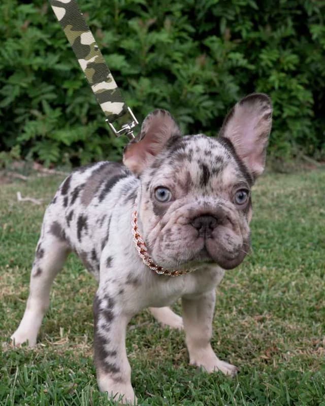 French Bulldog Puppies media 4