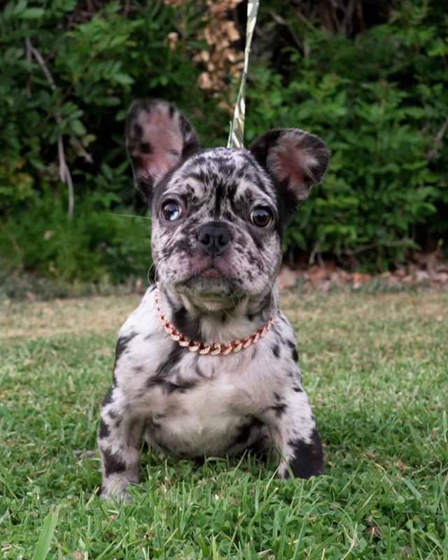 French Bulldog Puppies media 5