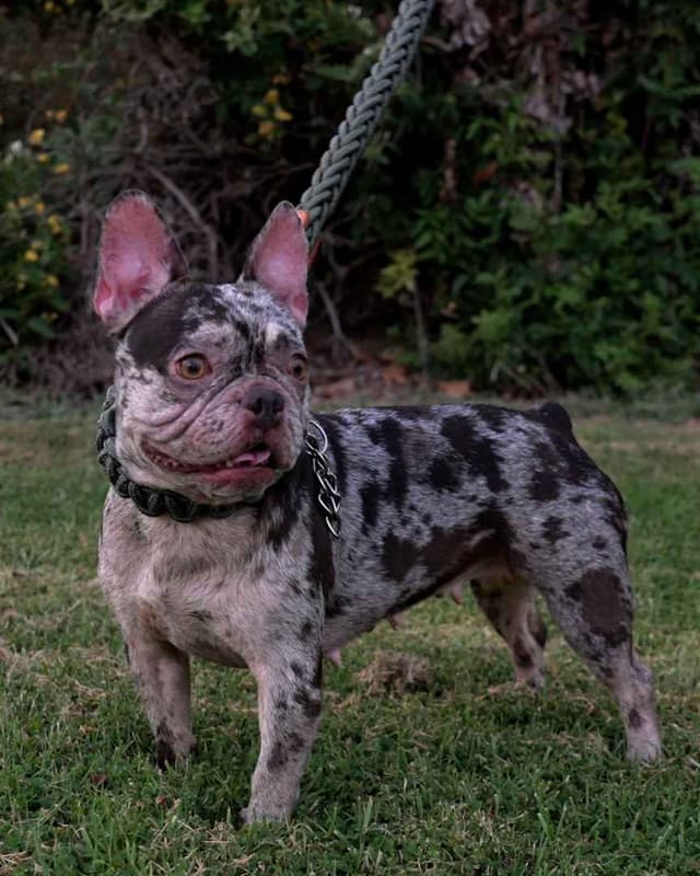 French Bulldog Puppies media 7