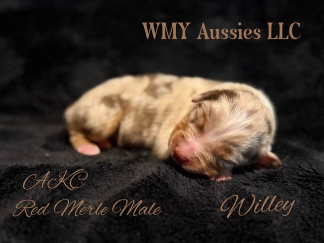 Australian Shepherd Puppies media 2