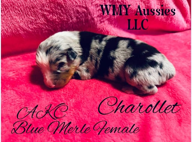 Australian Shepherd Puppies media 3