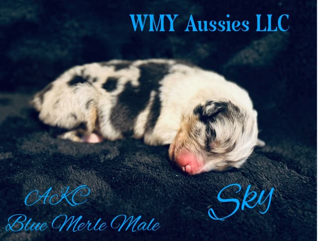 Australian Shepherd Puppies media 4