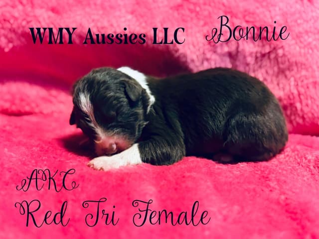 Australian Shepherd Puppies media 5