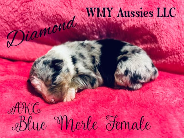 Australian Shepherd Puppies media 6