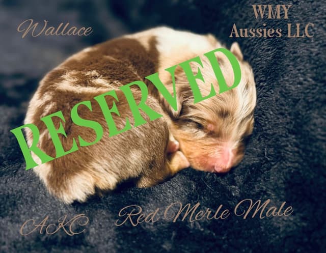 Australian Shepherd Puppies media 7