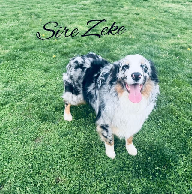 Australian Shepherd Puppies media 8