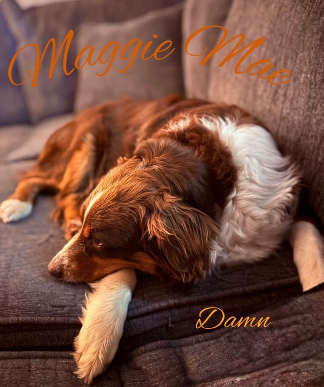 Australian Shepherd Puppies media 9