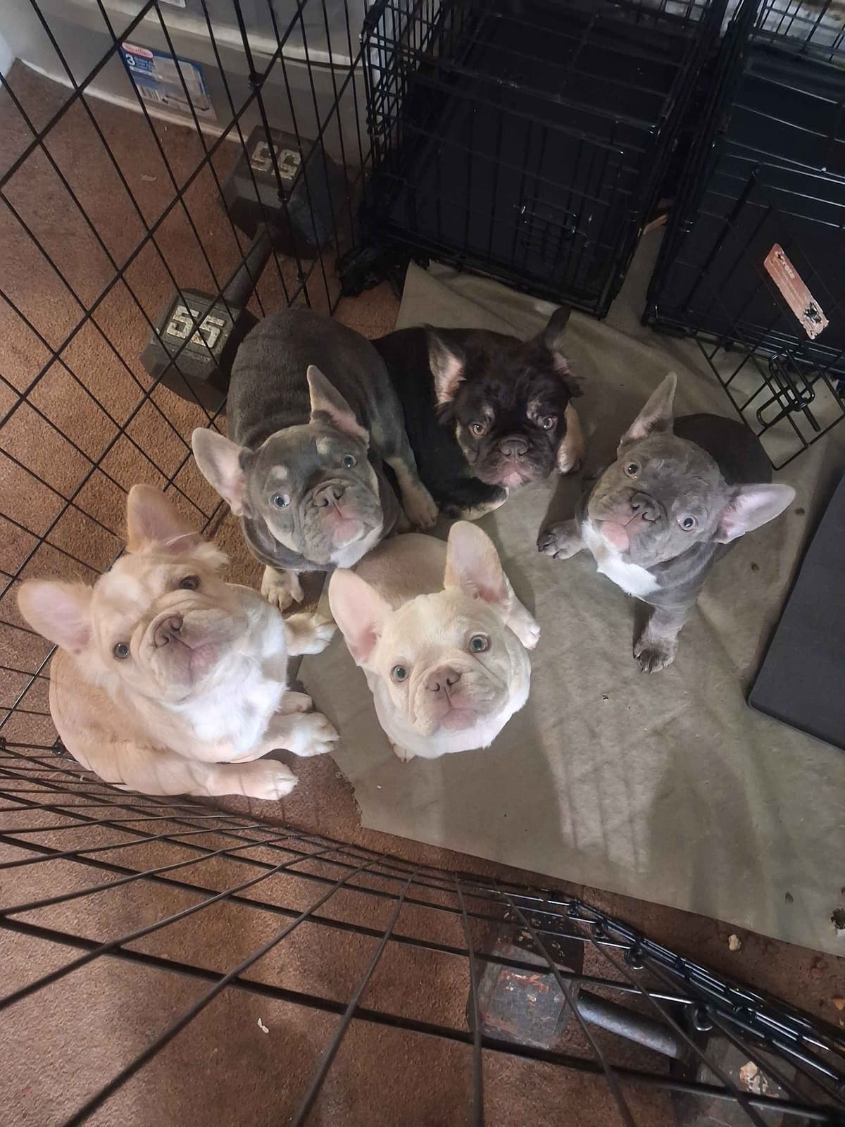 Current location: Detroit. Fluffy & New Shade Isabella Producers breeder image 1