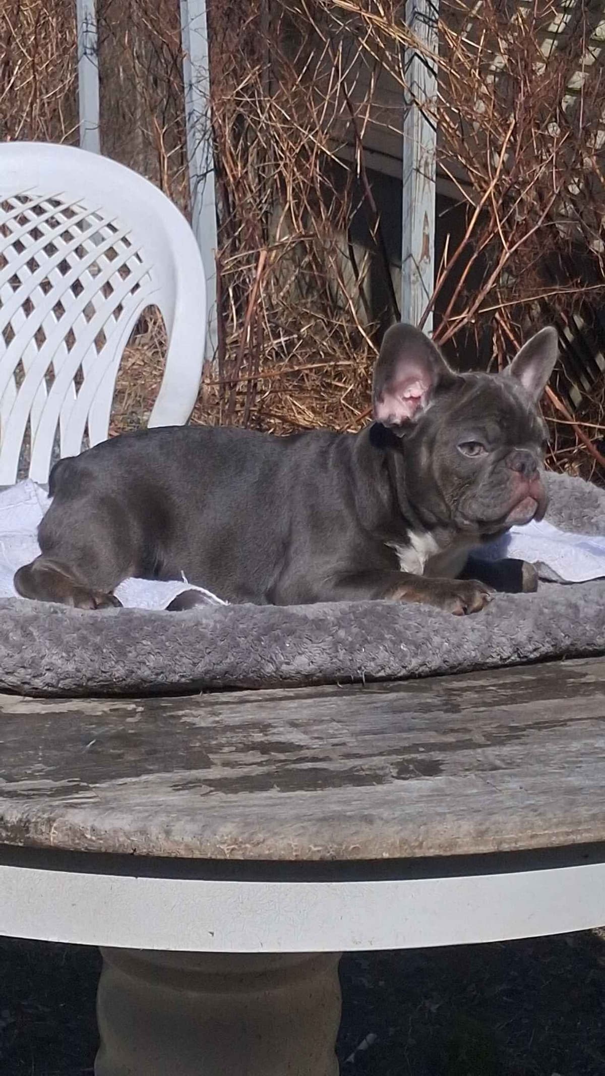 Current location: Detroit. Fluffy & New Shade Isabella Producers breeder image 4