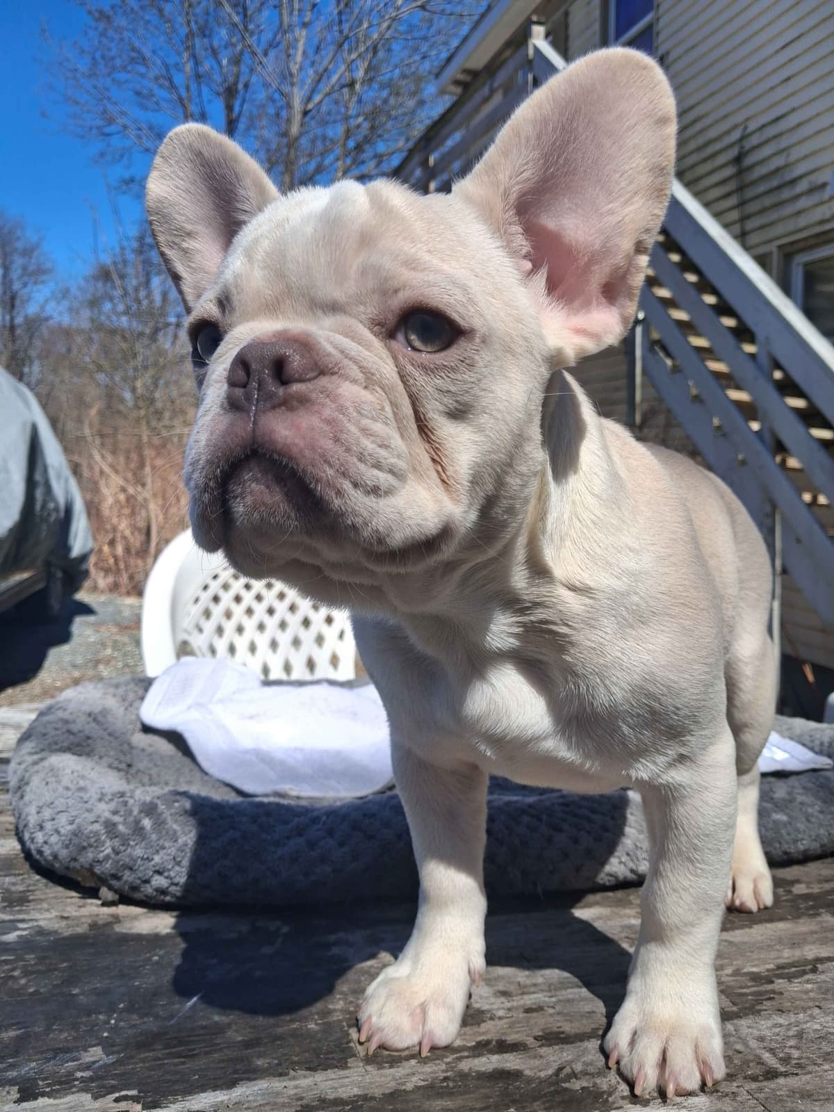 Current location: Detroit. Fluffy & New Shade Isabella Producers breeder image 8