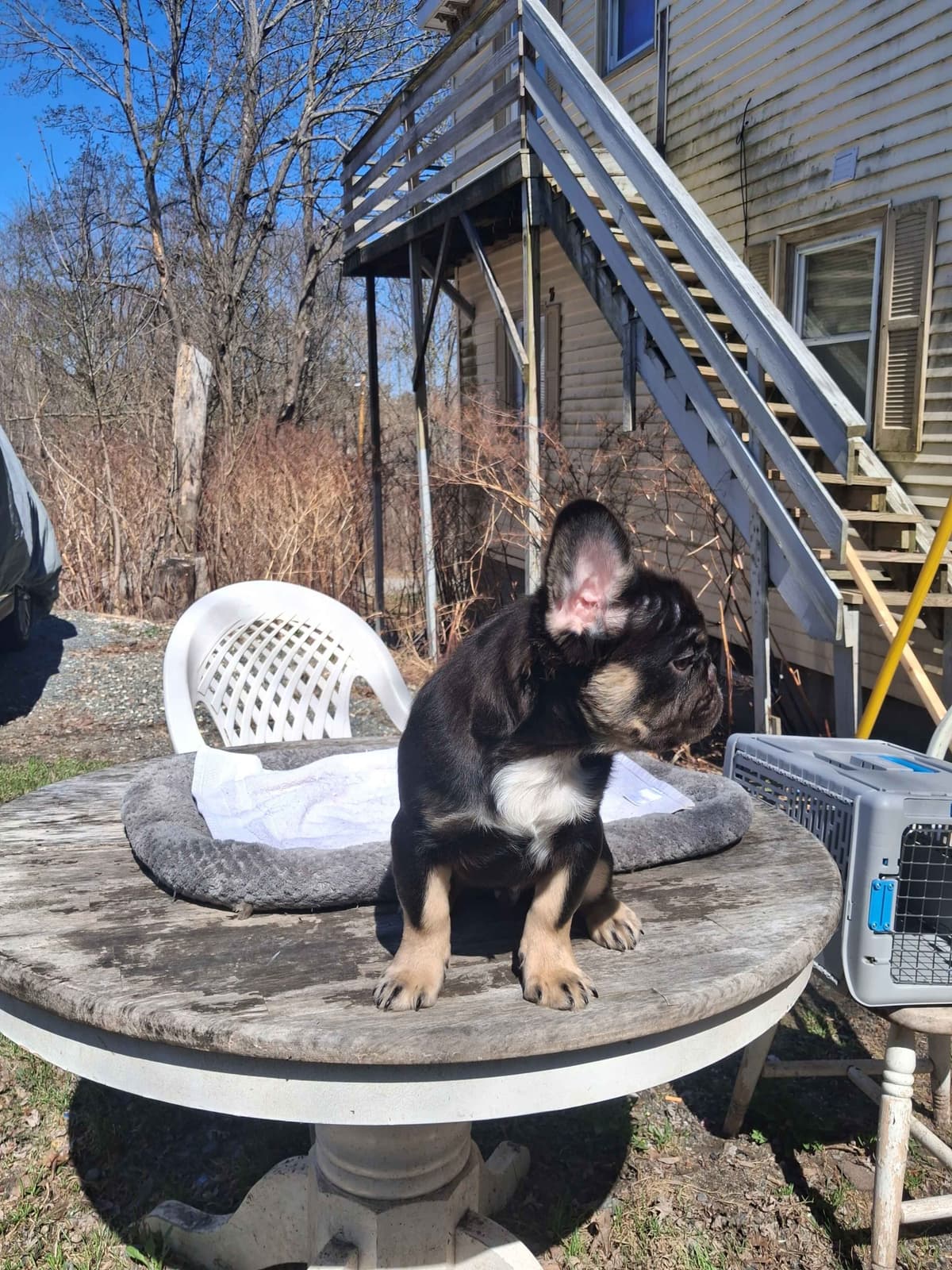 Current location: Detroit. Fluffy & New Shade Isabella Producers breeder image 9